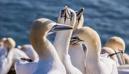 世预赛官网app下载-米勒25分布里奇斯19分 黄蜂狂胜篮网31分